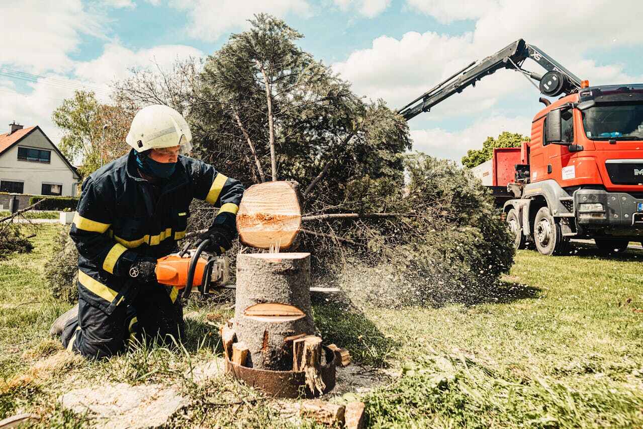 Emergency Storm Tree Removal in Northbrook, IL